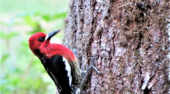 Woodpeckers